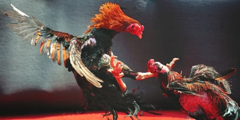 bi kip xem ngay da ga