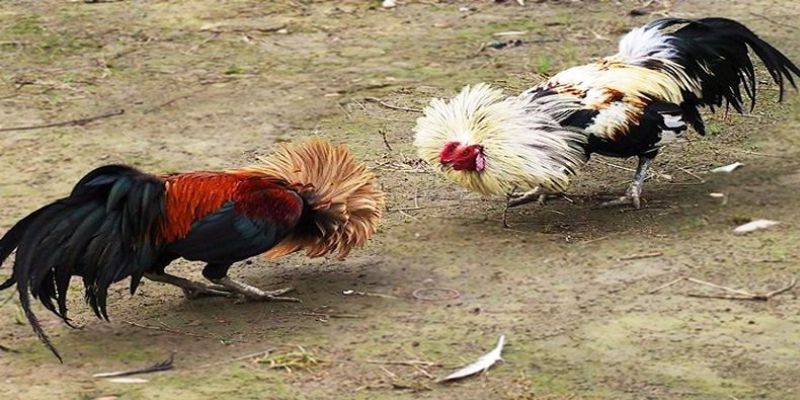 Các Thuật Ngữ Đá Gà Tại Win55 Thường Dùng Phổ Biến Nhất 2 cac-thuat-ngu-da-ga-1