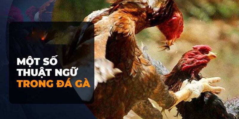 Các Thuật Ngữ Đá Gà Tại Win55 Thường Dùng Phổ Biến Nhất 4 cac-thuat-ngu-da-ga-3