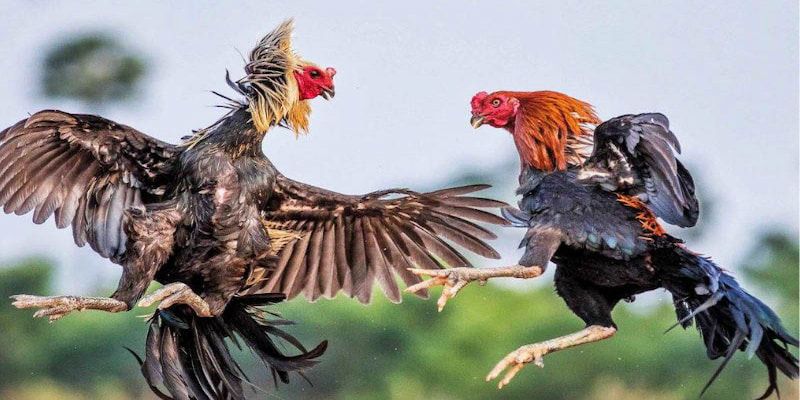 Đá Gà Thomo - Những Lưu Ý Khi Tham Gia Tại Đấu Trường Gà 2 da-ga-thomo-1