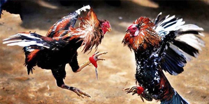 Đá Gà Thomo - Những Lưu Ý Khi Tham Gia Tại Đấu Trường Gà 3 da-ga-thomo-2