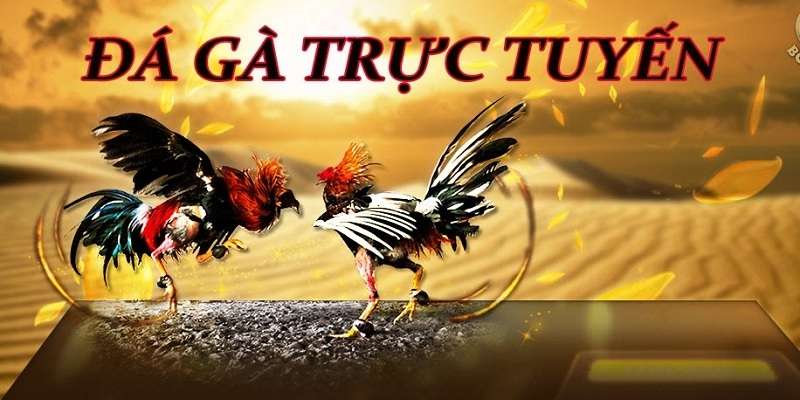 Đá Gà C1 - Bước Vào Địa Chỉ Cá Cược Độc Đáo Của Win55 3 Đa dạng loại hình cá cược đá gà C1 thịnh hành tại Win55
