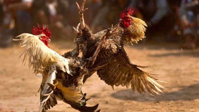 Luật Đá Gà Miền Bắc - Win55 Chia Sẻ Từ A Đến Z 1 luat da ga mien bac 4